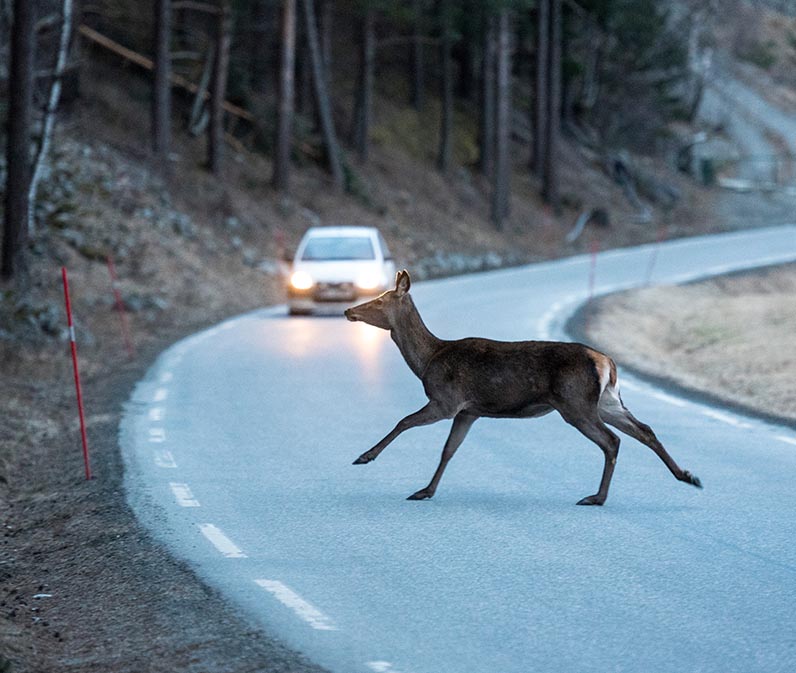 Animal